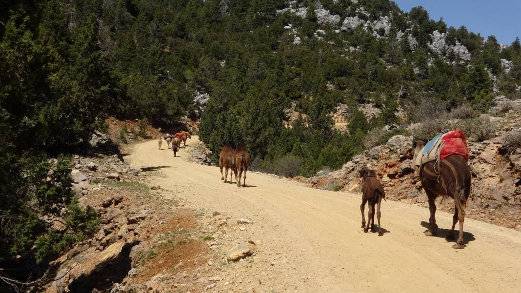 Son konargöçerler Konya'ya geliyor 4